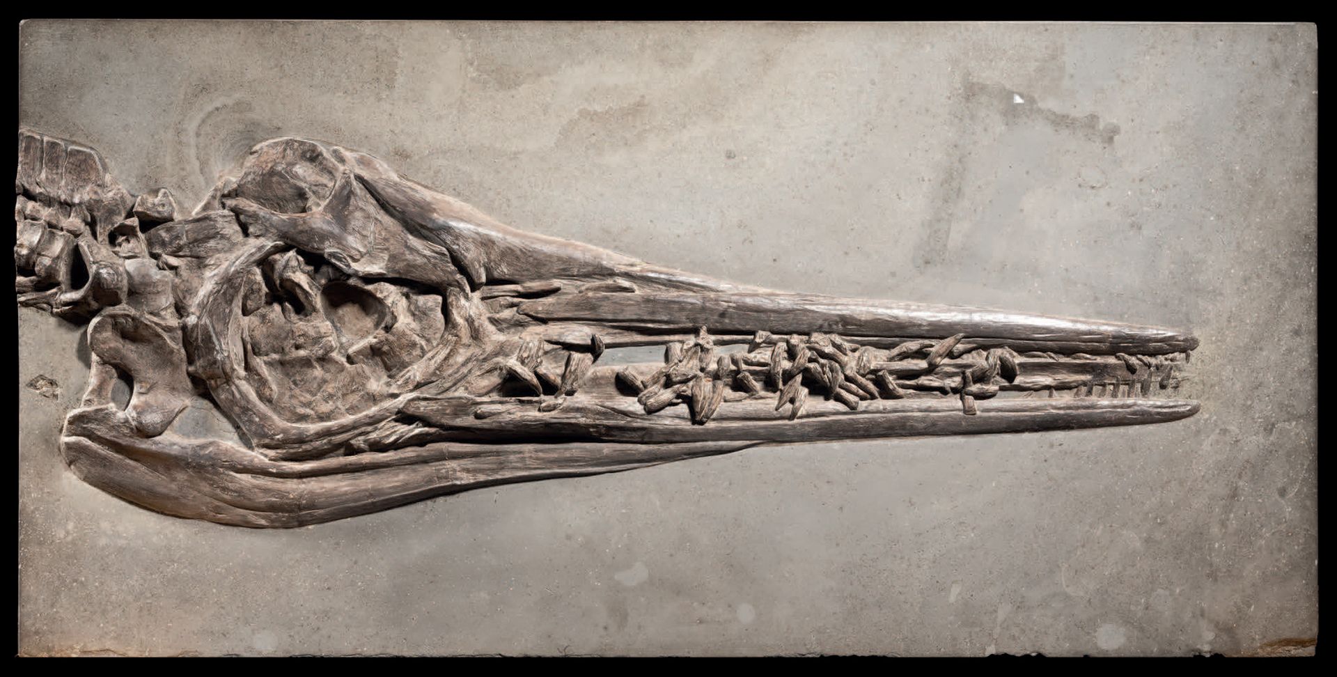 Null ICHTYOSAURS SKULL
Stenopterygius megalocephalus
Lias, Giurassico
Posidonia &hellip;