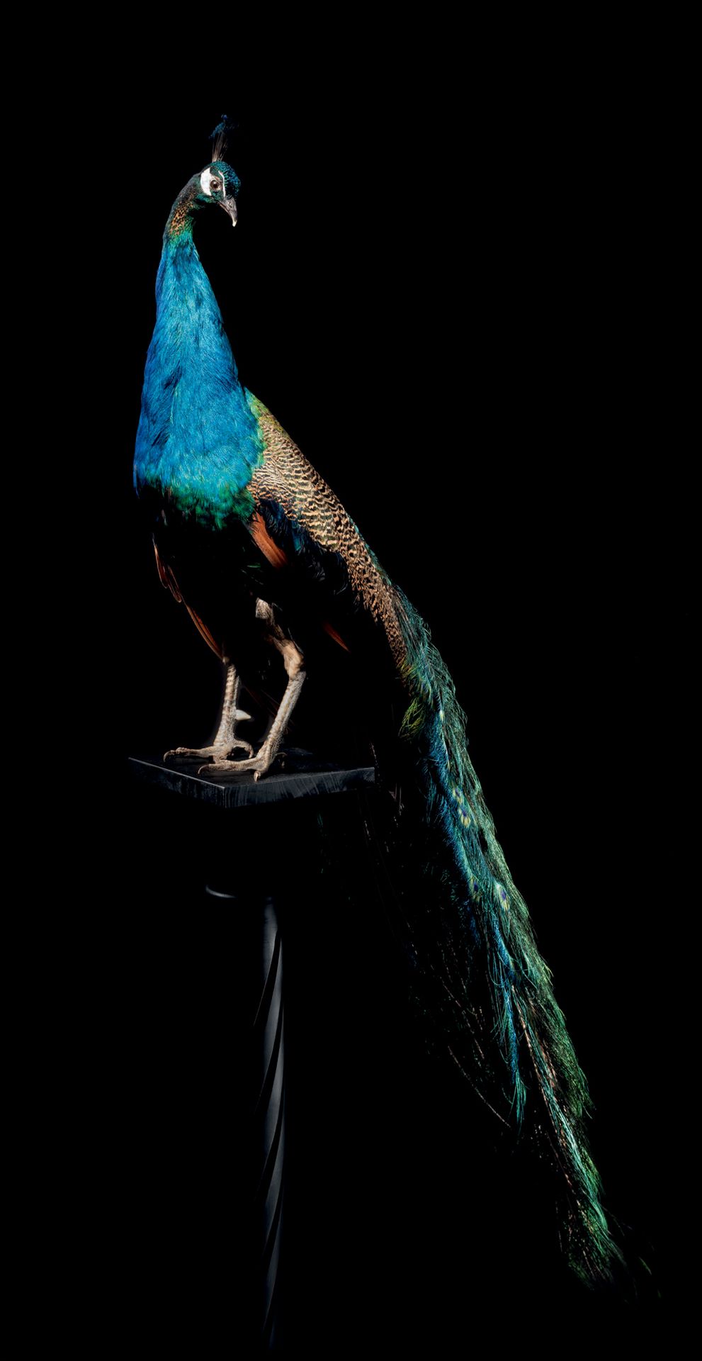 Null Beautiful taxidermy of a blue peacock
Pavo cristatus
L. 74 13/16 in
