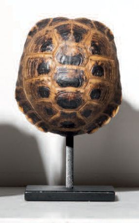 Null 
龟壳



马蹄铁属动物



H.13 - 长12厘米 - 深7厘米



来自欧盟动物园的在人工环境下出生和死亡的标本

CITES II/B
&hellip;