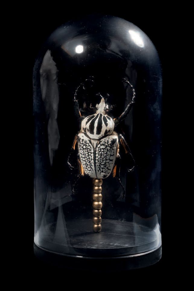 Null Giant Goliath beetle under globe
Male Goliathus goliatus
H. 10 5/8 in - D. &hellip;