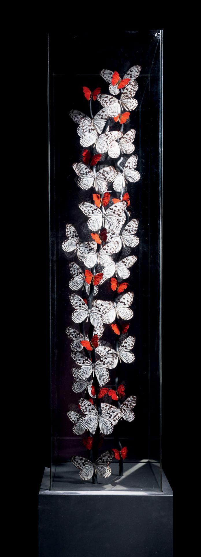 Null Flight of butterflies in glass column
Cymothoe sangaris Idea leuconoe
H. 78&hellip;