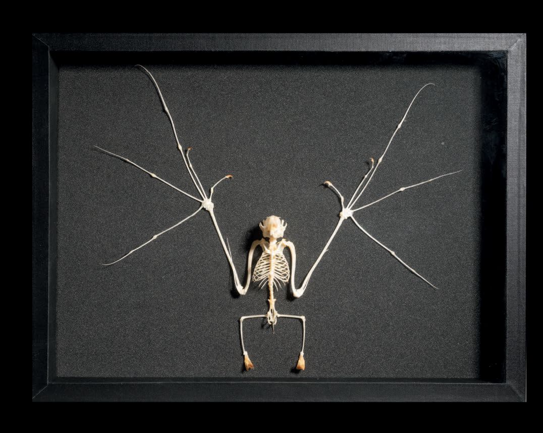 Null SQUIRRELLO DI BATS
Cynopterus sphinx
H. 32 cm - L. 32 cm