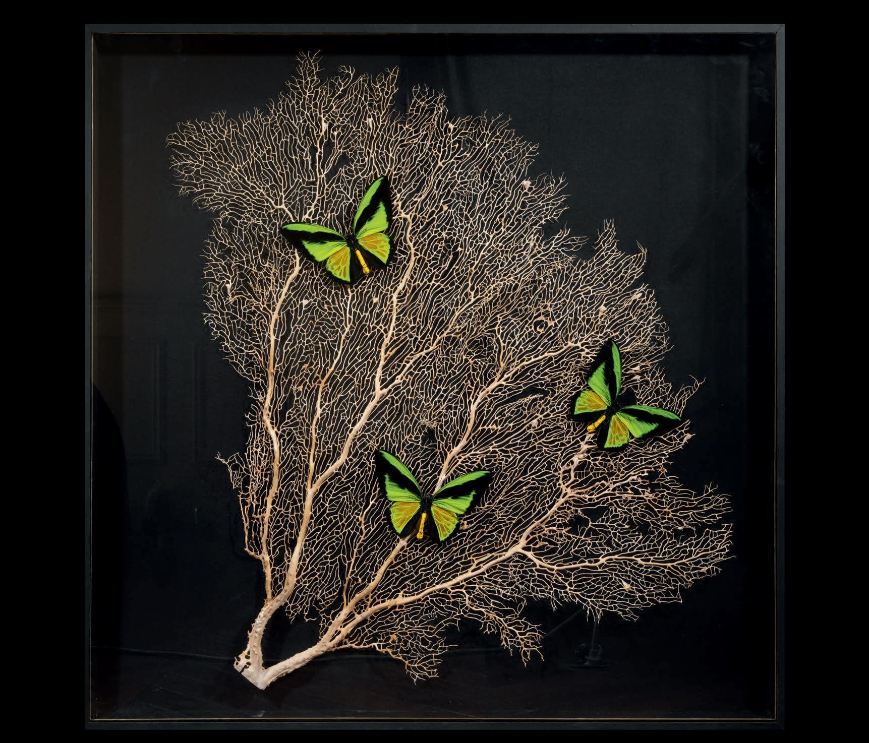 Null White sea fan and butterflies in a frame
Ornithoptera goliath 39 3/8 x 39 3&hellip;