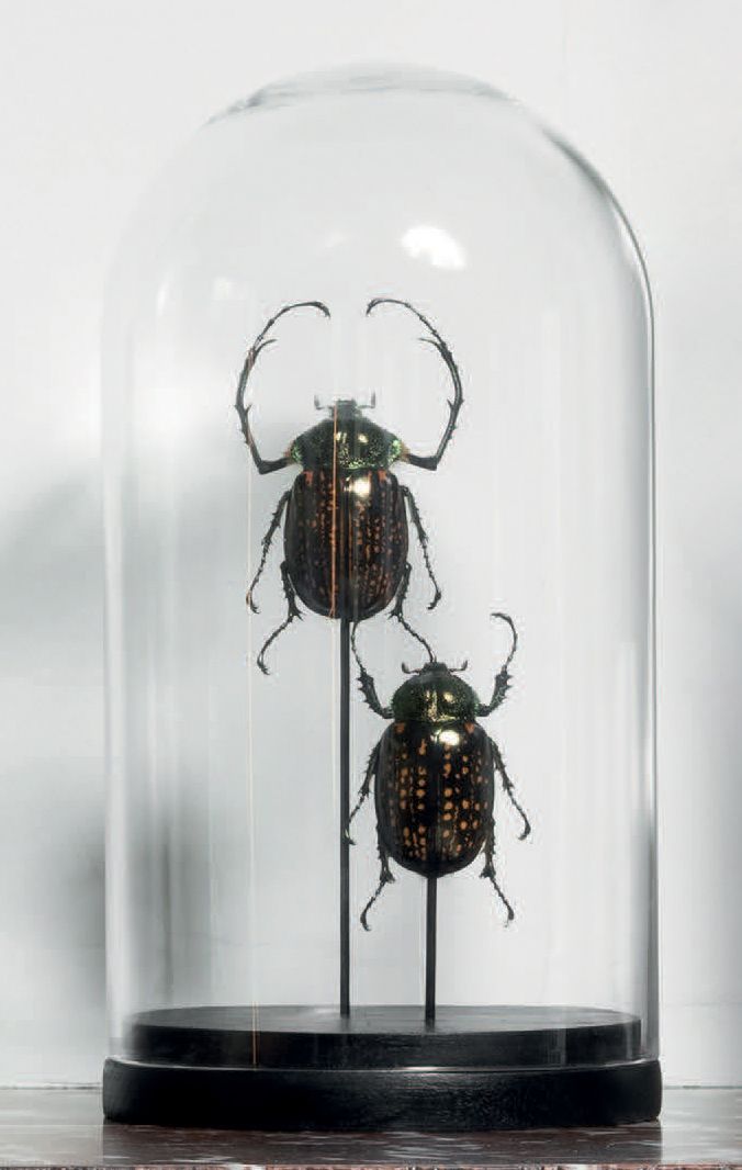Null Couple of beetles under glass dome
Euchirus gestroi
H. 10 1/2 in