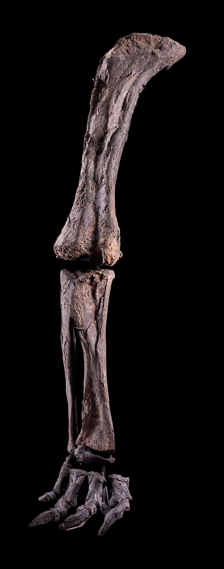 Null Imposing sauropod leg
Diplodocidae
Upper Jurassic (150.8 to 145.5 MA)
Morri&hellip;