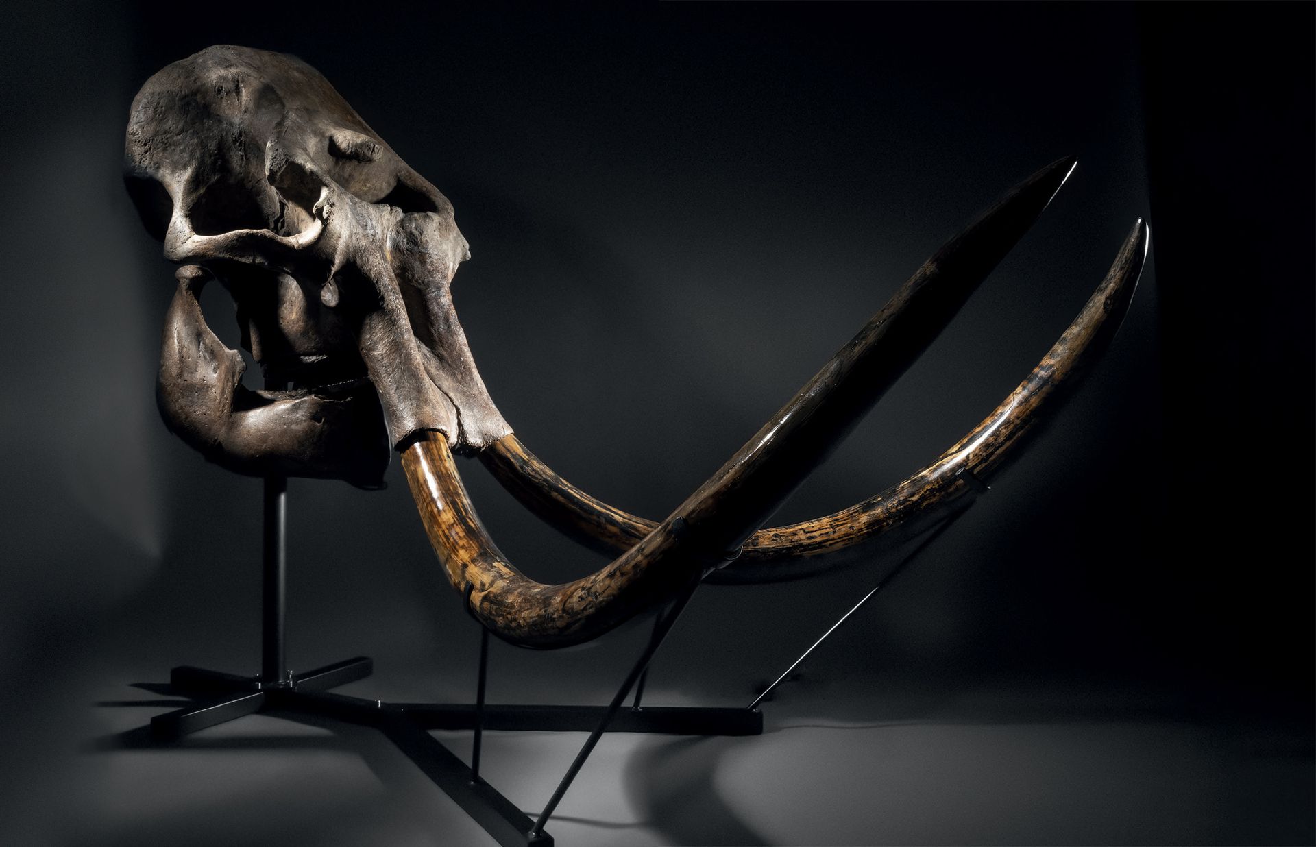 Null 长毛象头骨
原始猛犸象（Mammuthus primigenius
晚更新世(50000-10000年前)
波兰
H.140 - W. 110 - D&hellip;