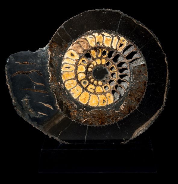 Null SECTION D'AMMONITE - SPEETONICERAS SP.
Lieu de découverte: Région de la Vol&hellip;