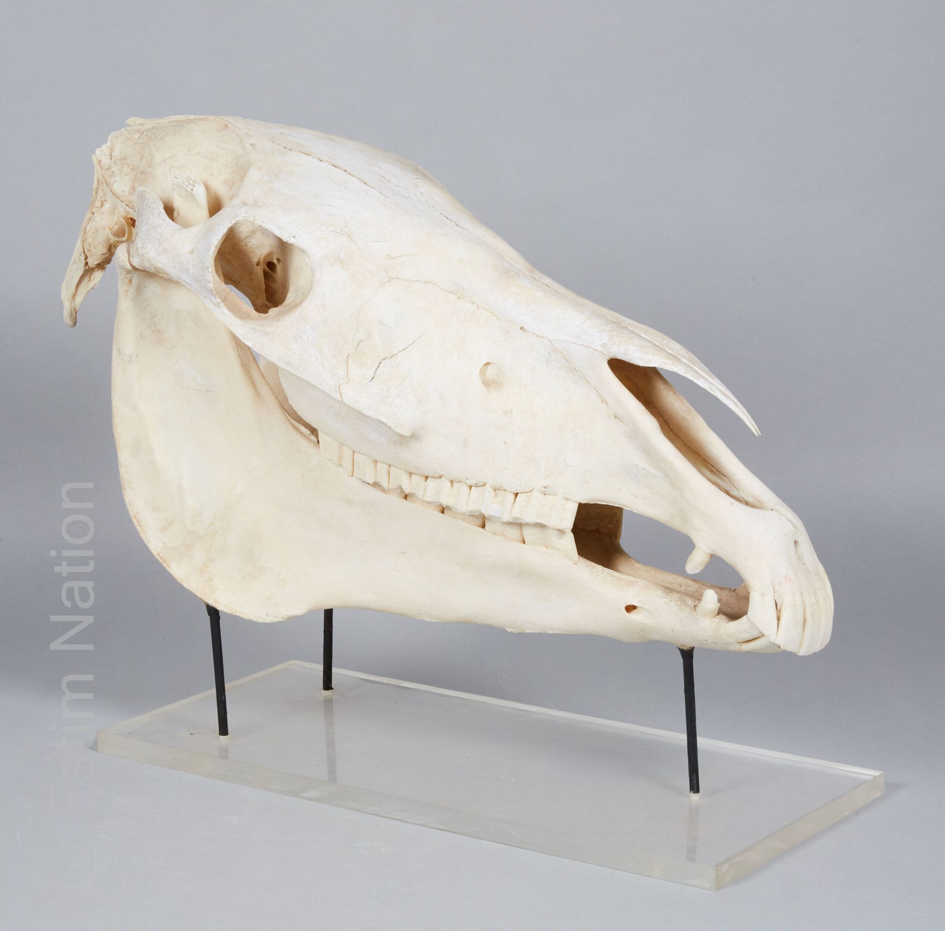 ZOOLOGIE 国产马的头骨（Equus Caballus Domesticus）

在一个长方形的有机玻璃底座上。



高度：32厘米 - 宽度：20厘米&hellip;