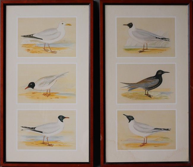 Null 一对描绘不同品种海鸥的彩色复制品。

50 x 26 cm

(玻璃下)