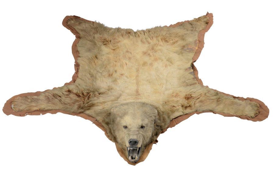 Null Ours grizzli (II/A-CE) pré-convention : Ursus arctos horribilis


Manufactu&hellip;