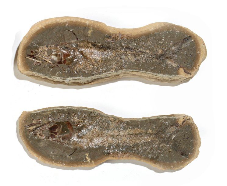 Null Poisson fossile de Madagascar


Beau spécimen, belle fossilisation


L : 33&hellip;