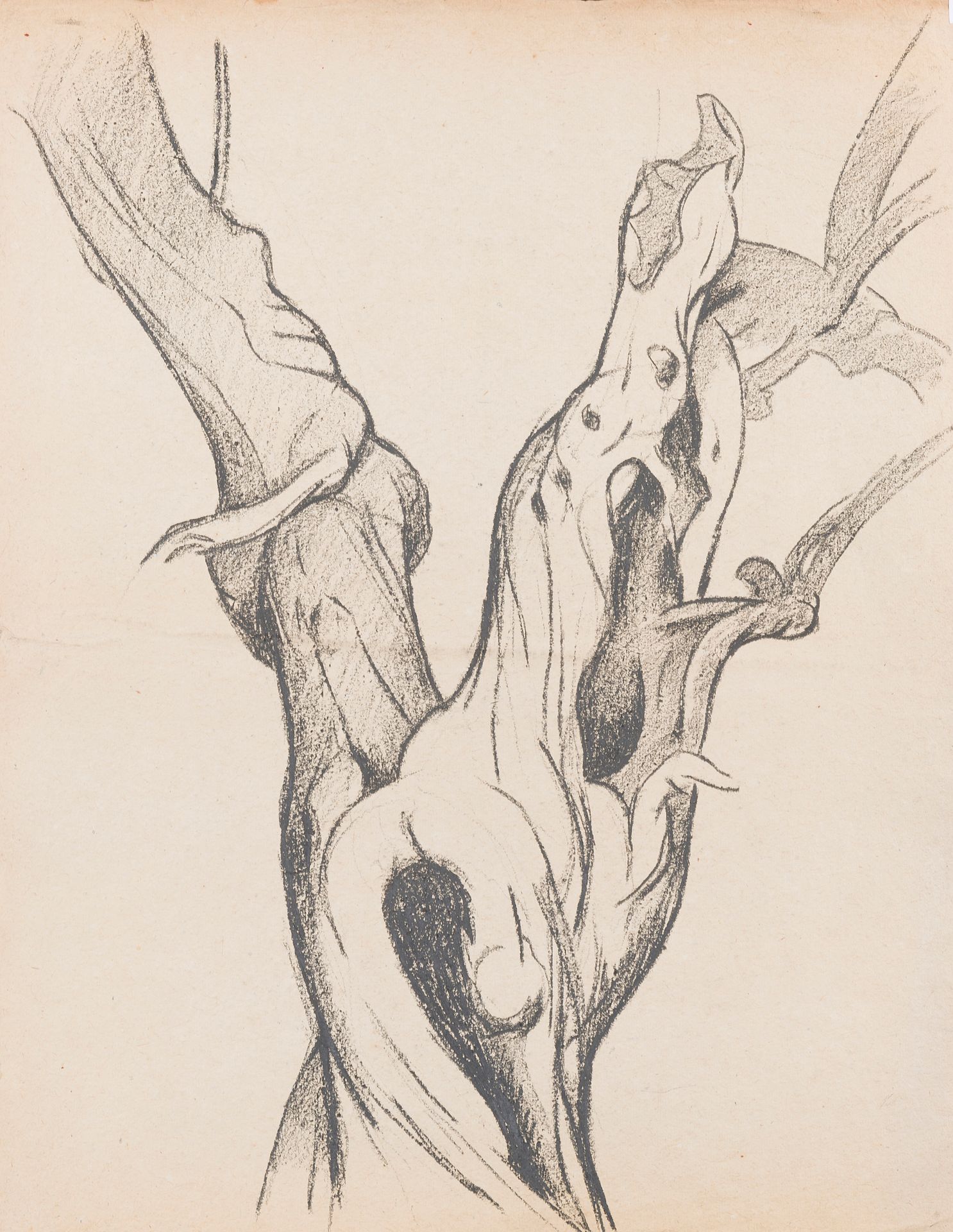 Null 查尔斯-皮卡特-勒杜 (1881-1959)
枯树，1935年
木炭
57 x 44 cm