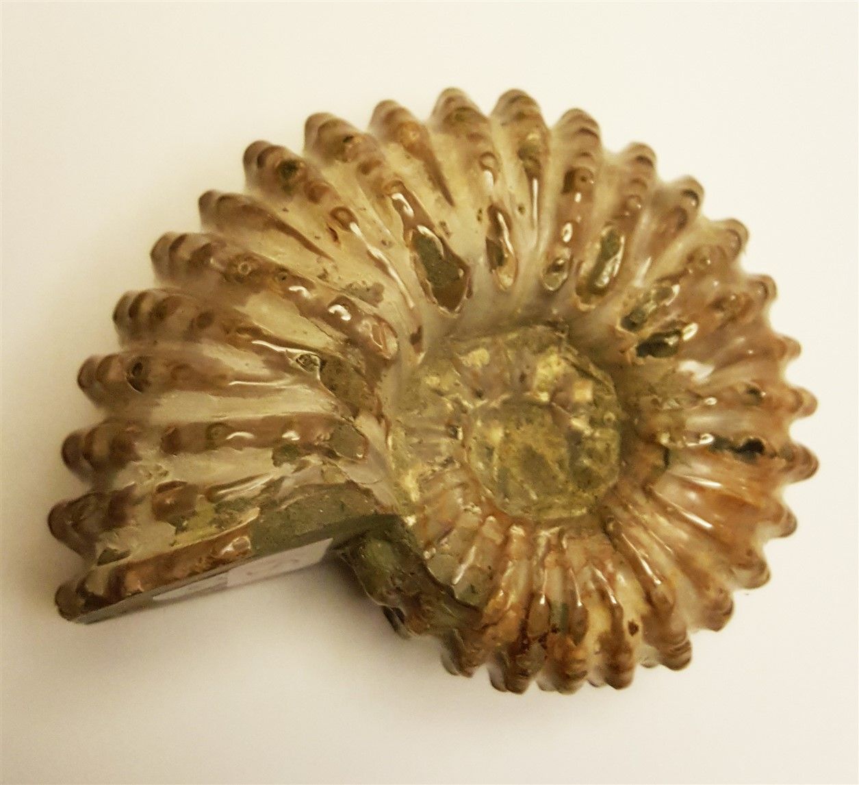 Null Ammonite nacrée entière provenant de Mahajanga, Madagascar.

Crétacé 80-100&hellip;