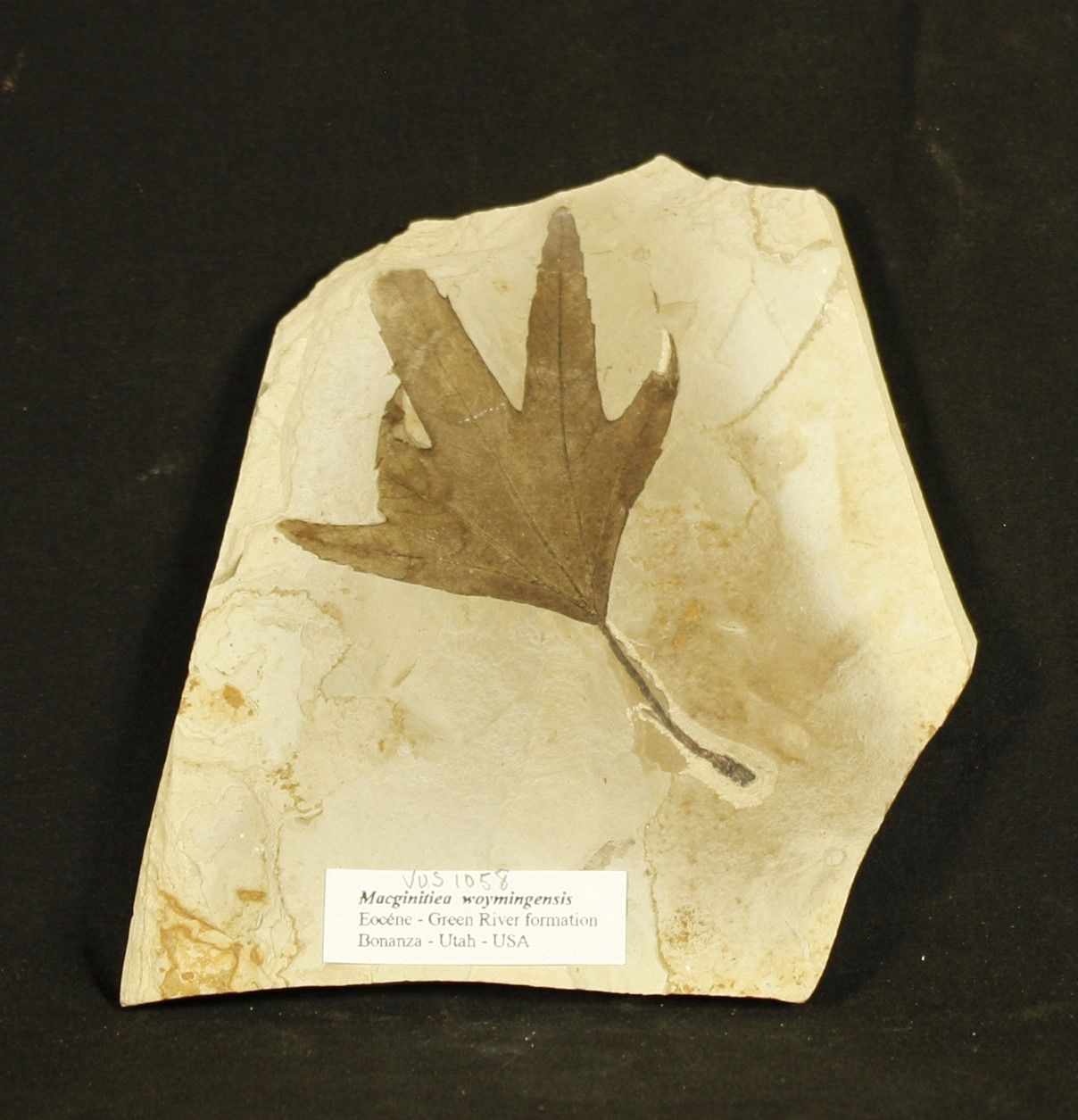 Null 叶化石：Macginitiea woymingensis

始新世。绿河形成。5000万年的历史。犹他州的博南扎。 长：10厘米