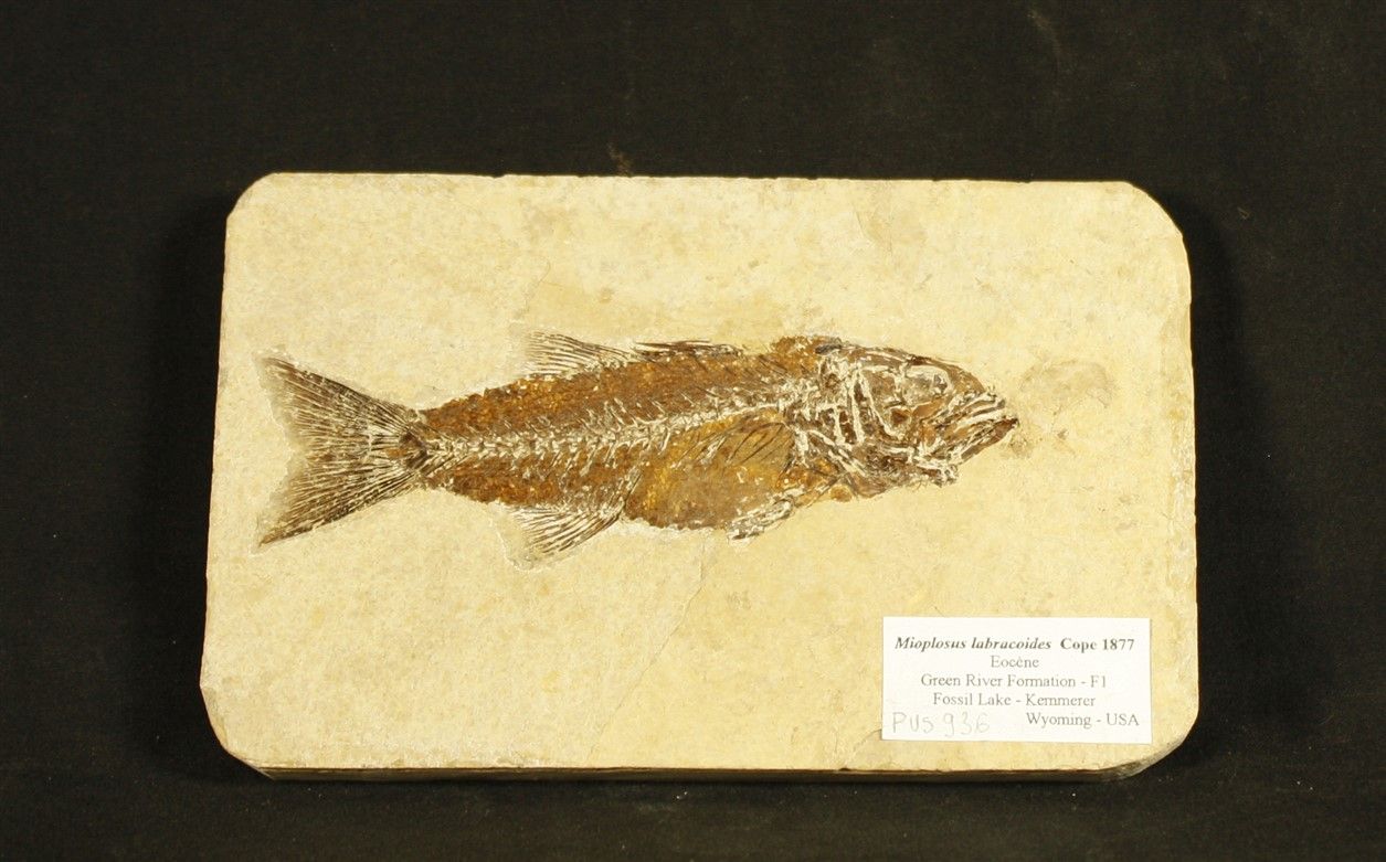 Null Fossil fish in perfect state of preservation. Mioplosus labracoides. Cope 1&hellip;