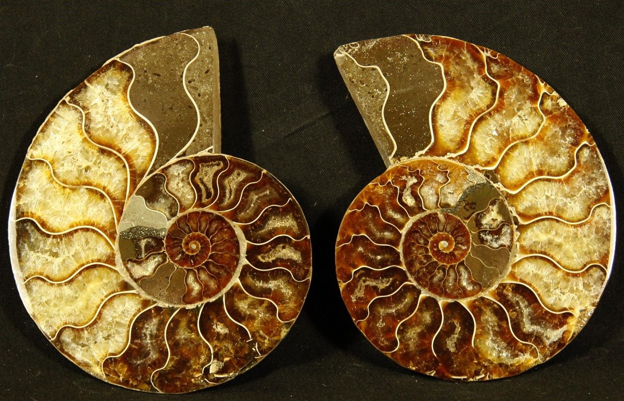 Null 抛光的锯齿状氨化石：马达加斯加Mahajanga的Desmoceras Cretaceus。白垩纪，80-100万年 长：12厘米
