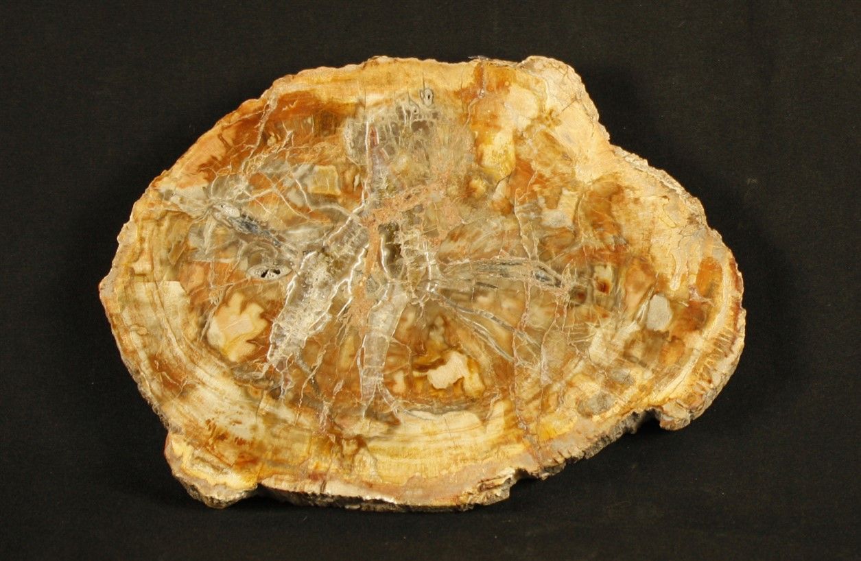 Null 抛光的木化石切片。

马达加斯加，三叠纪：2.2亿年，长：16厘米，重量：600克。