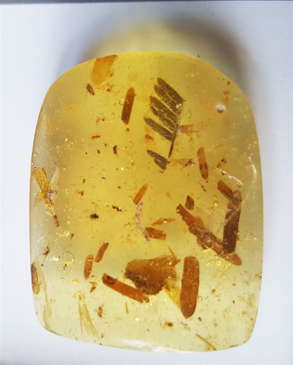 Null Young amber with insect inclusions: mosquitoes, beetles, ants, cockroaches &hellip;