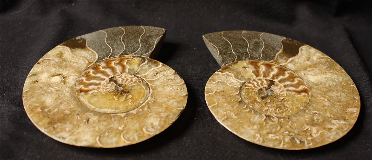 Null Gesägter, polierter Ammonit: Desmoceras Cretaceus, aus Mahajanga, Madagaska&hellip;