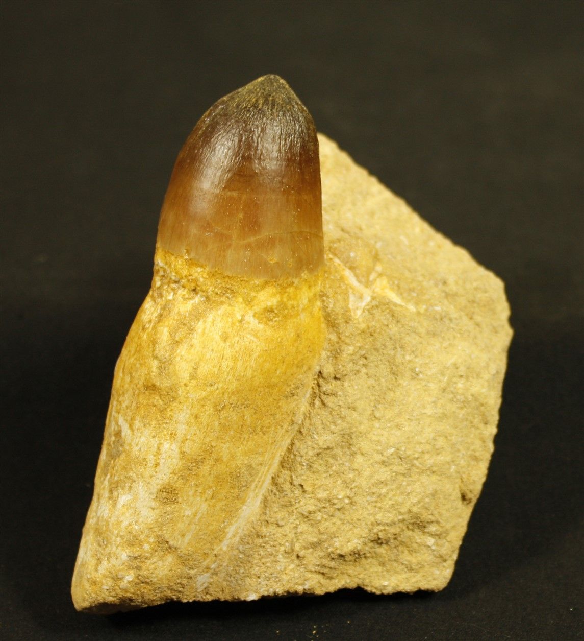Null 大的牙齿，其根部在矸石中。

白垩纪，摩洛哥磷酸盐，8千万至1亿年前 长：11厘米