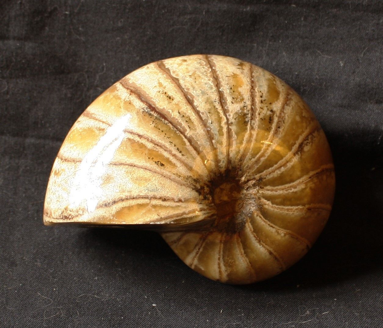 Null 来自马达加斯加Mahajanga的Nautilus cretaceus。

白垩纪80-100万年 长：9.5厘米，重量：500克。