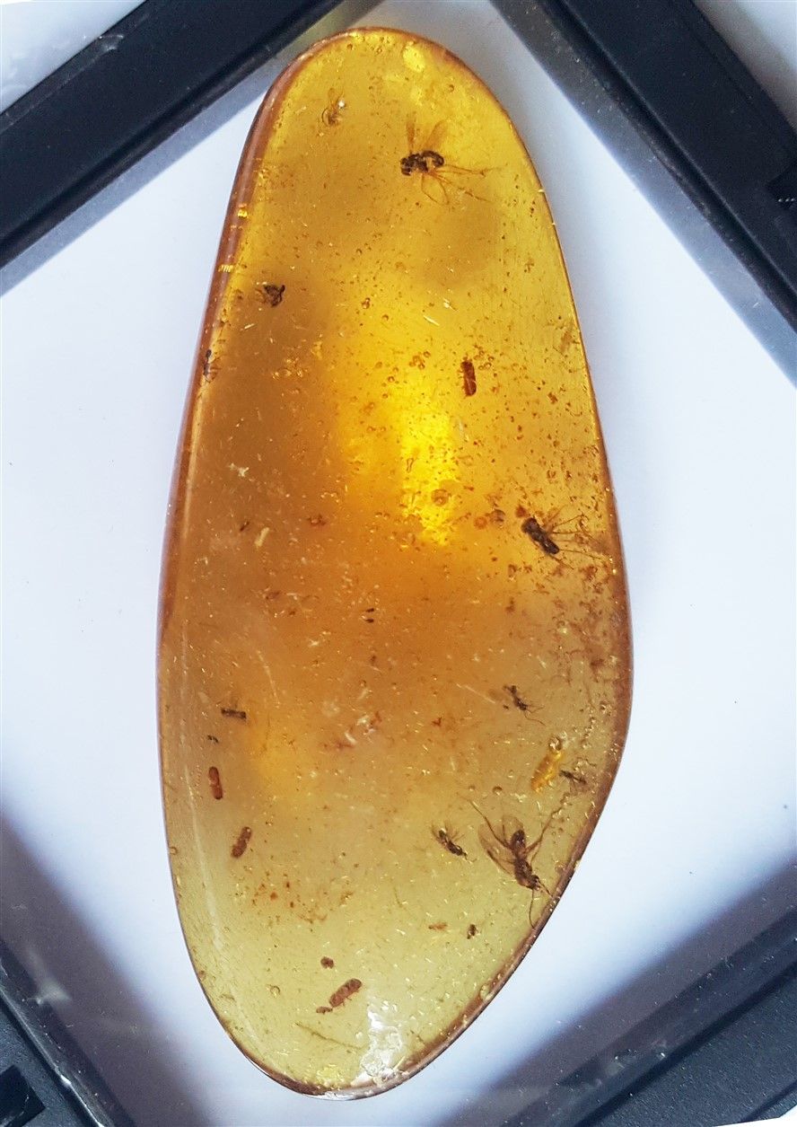 Null 年轻的琥珀，有昆虫内含物：双翅目和板翅目，重量：16.4克。 长：7厘米 马达加斯加北部，Sab'ara antala，200万年历史