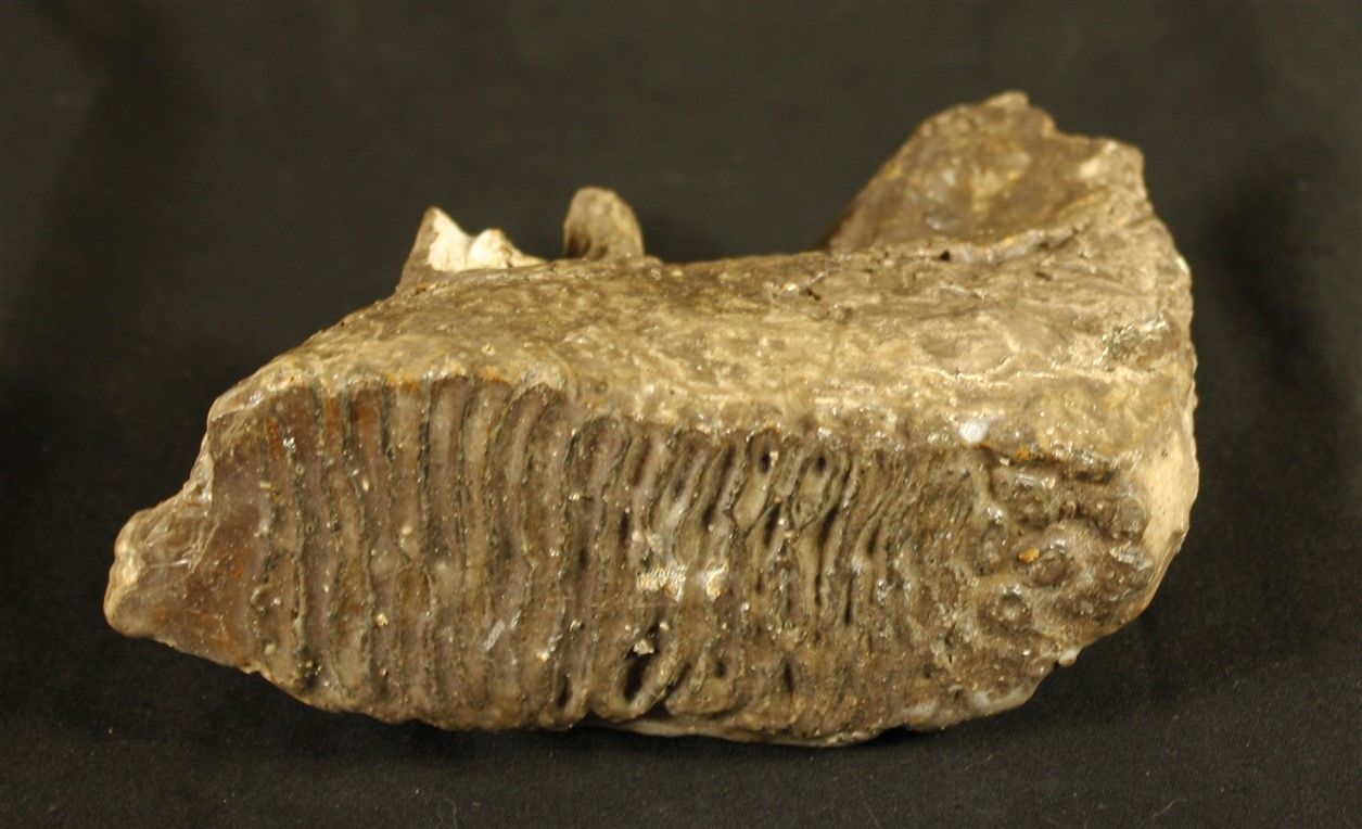 Null Molar fósil de mamut: Elephas primigenius del Mar del Norte. Pleistoceno 20&hellip;