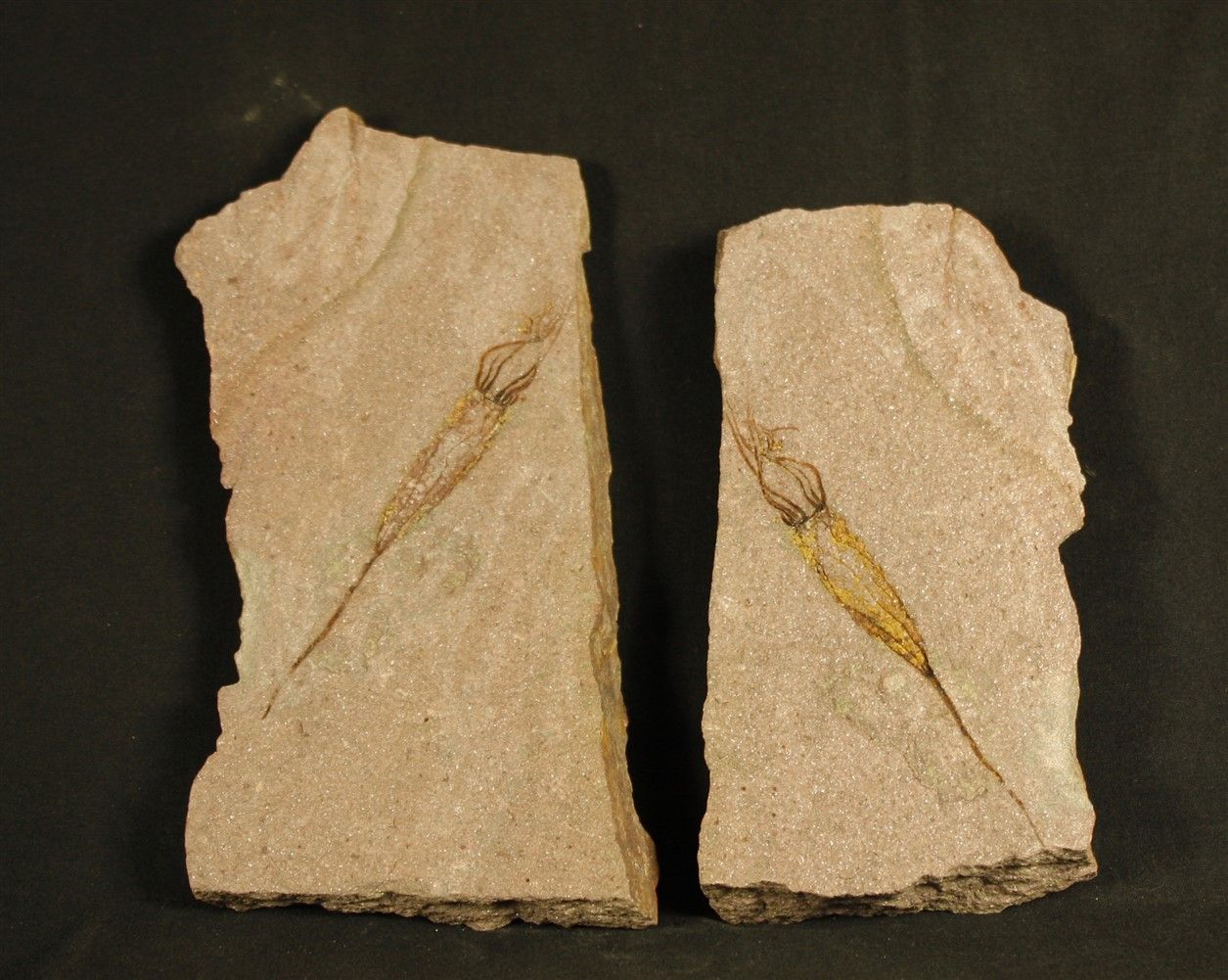 Null 甲壳虫，印象和反印象。Ascocystites Barrande 1887。

Ordovicine sup.Caradoc.Formation Kt&hellip;