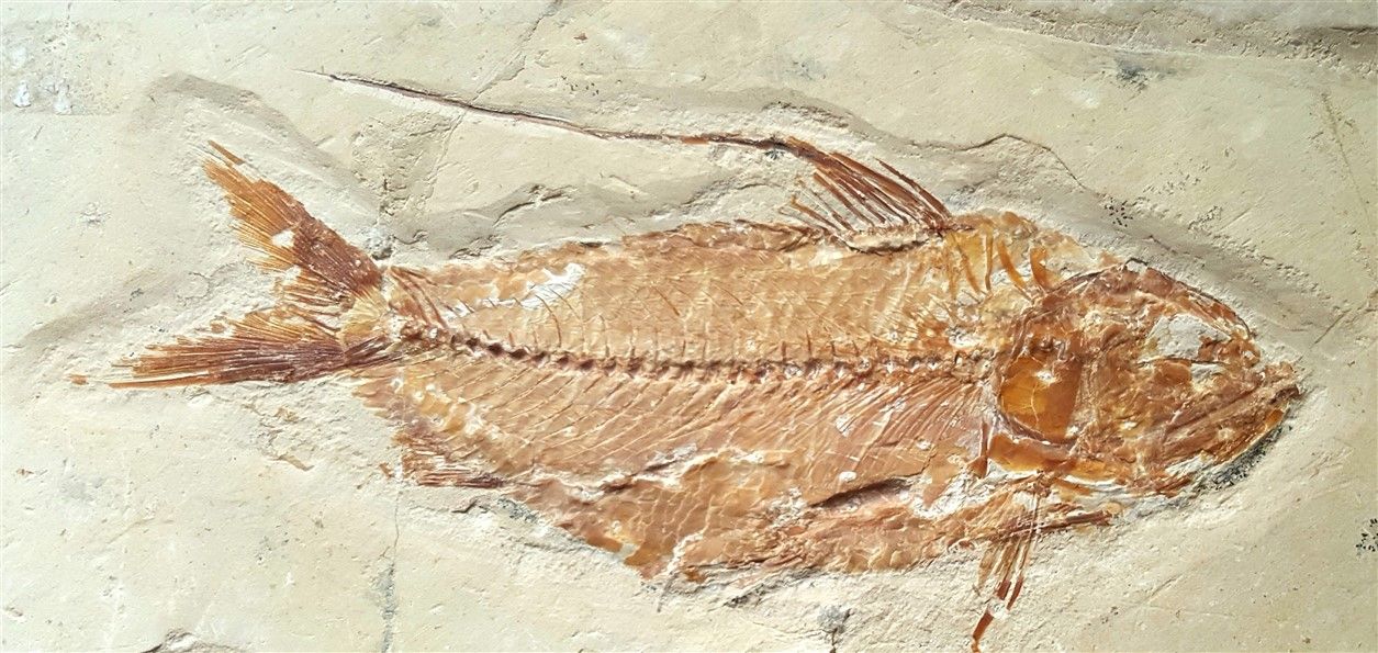 Null Pesce fossile: nematonotus woodward 1899.

Cretaceo superiore, strato Cenom&hellip;