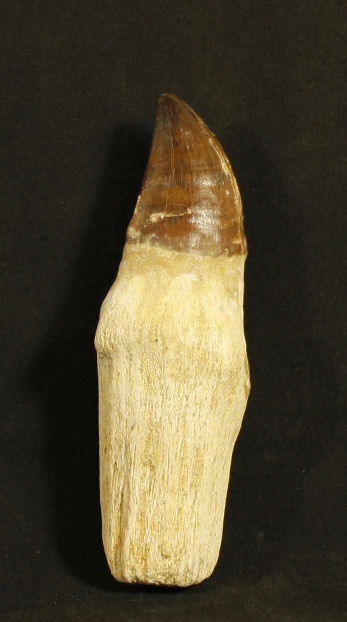 Null 大的中龙牙齿和它的根。

白垩纪，摩洛哥磷酸盐，8千万至1亿年前 长：12.5厘米