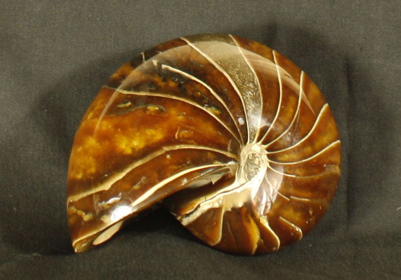 Null Important Nautilus crétaceus provenant de Mahajanga, Madagascar.

Crétacé 8&hellip;