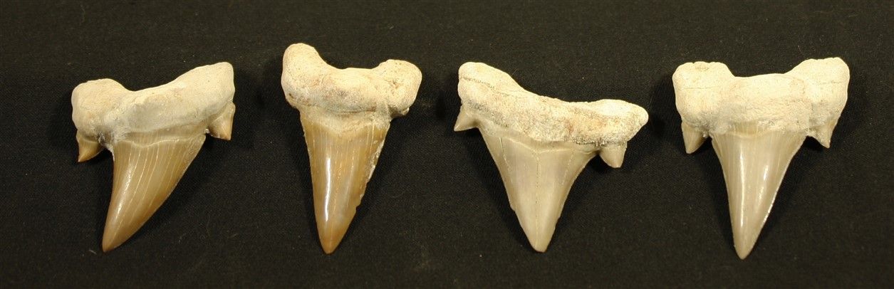 Null Set di 4 denti di squalo Lamna L:5cm