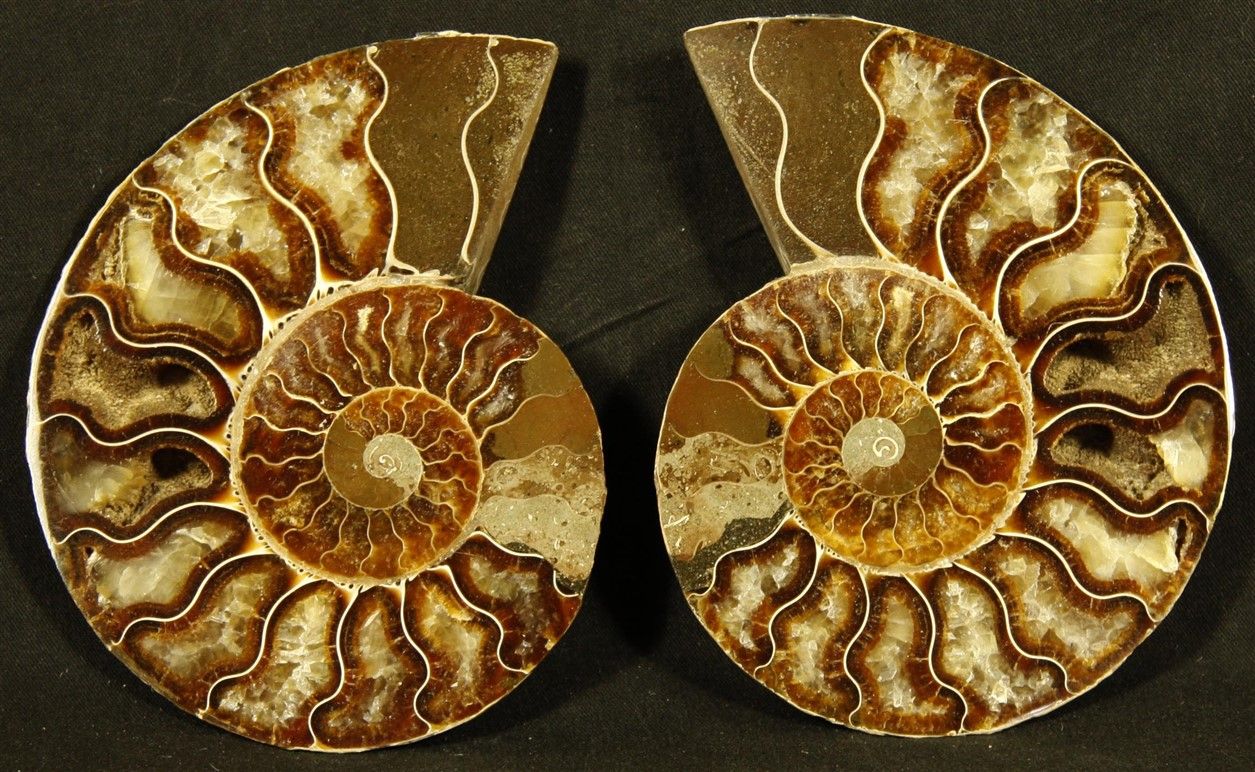 Null Ammonite segata lucida: Desmoceras Cretaceus, da Mahajanga, Madagascar.

Ma&hellip;