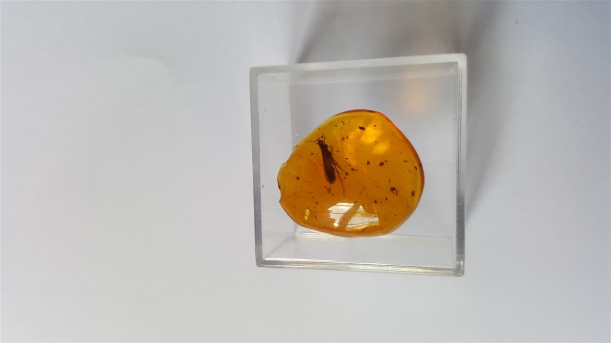 Null Amber with lepidopteran inclusion; Dominican Republic LaToca formation, Oli&hellip;