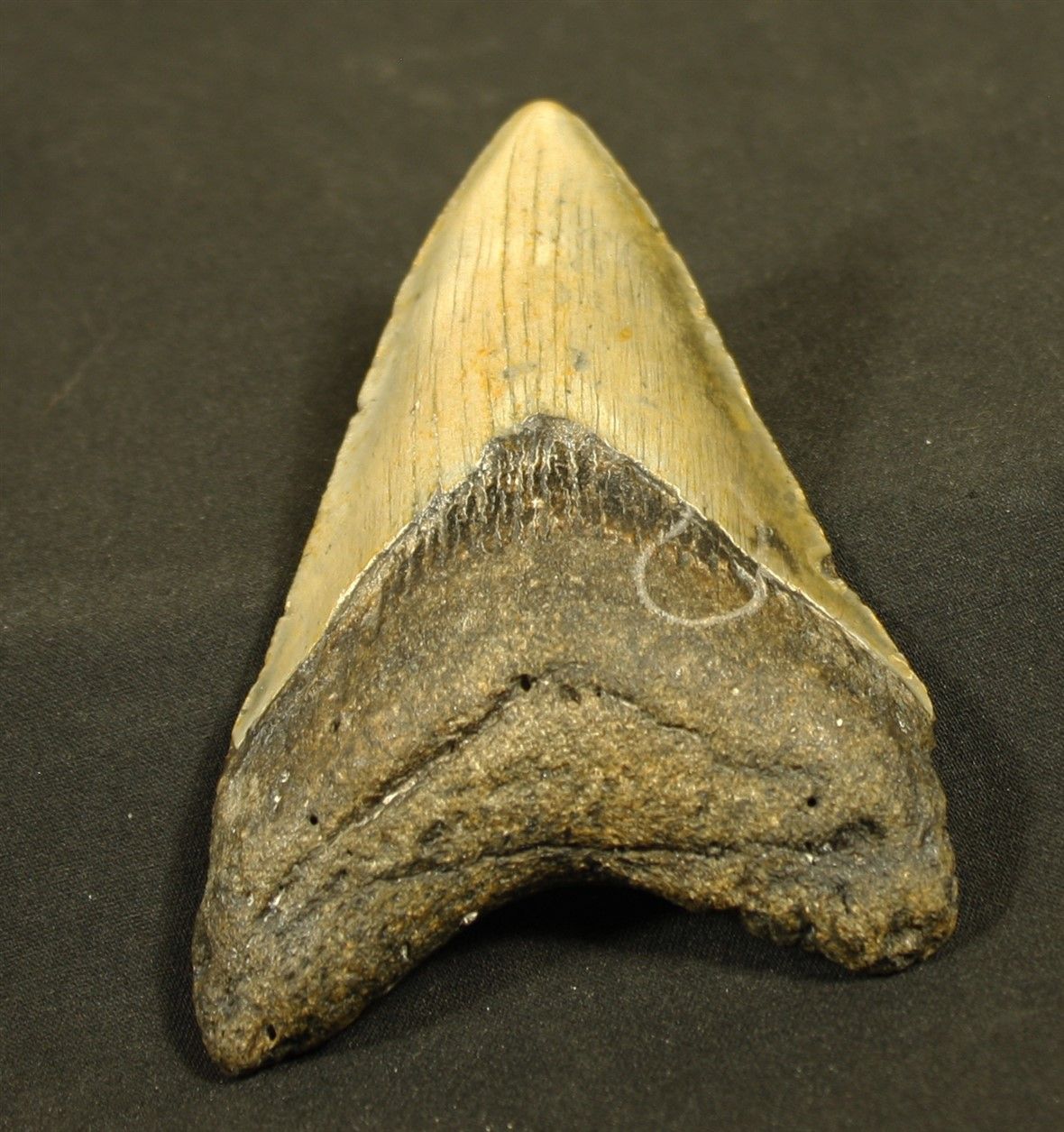 Null Fossilized tooth of a shark : Carcharodon Megalodon, the largest carnivorou&hellip;