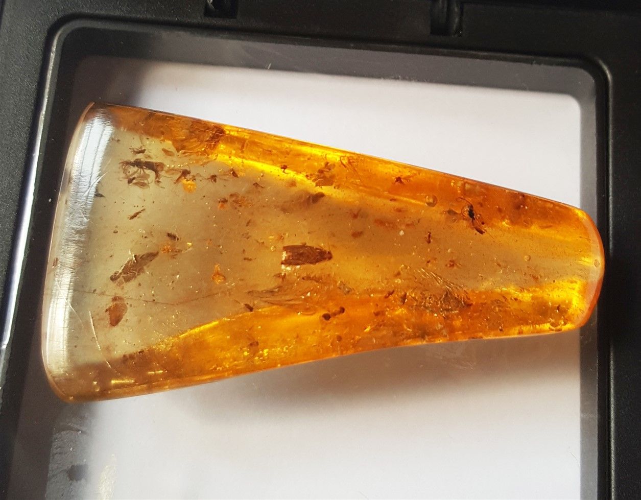 Null Young amber with inclusions of insects: flies, mosquitoes, cockroaches, was&hellip;