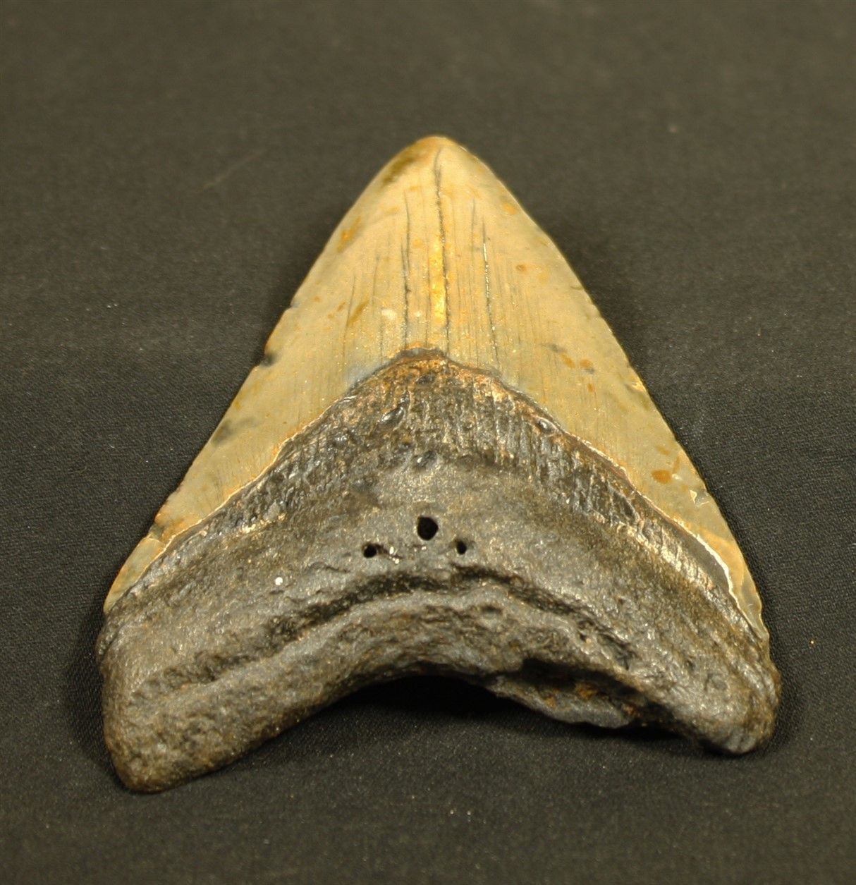 Null Fossilisierter Zahn eines Hais: Carcharodon Mégalodon , der größte fleischf&hellip;