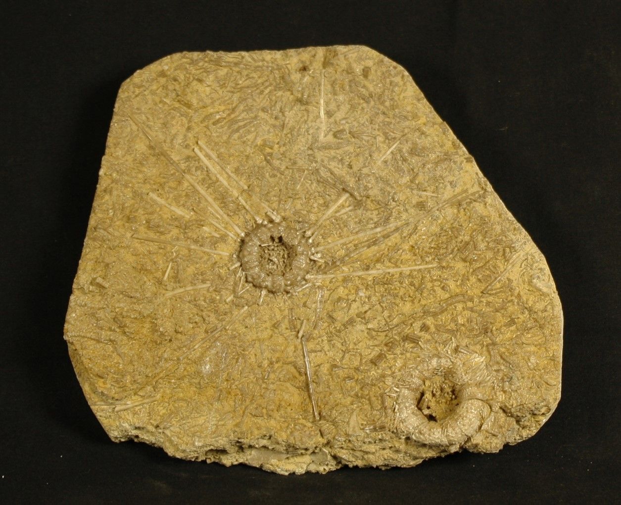 Null 罕见的化石海胆在同一板块上：Acrosalenia hemicidaroides wright 1851。中侏罗纪，Bajocian，Parkinso&hellip;