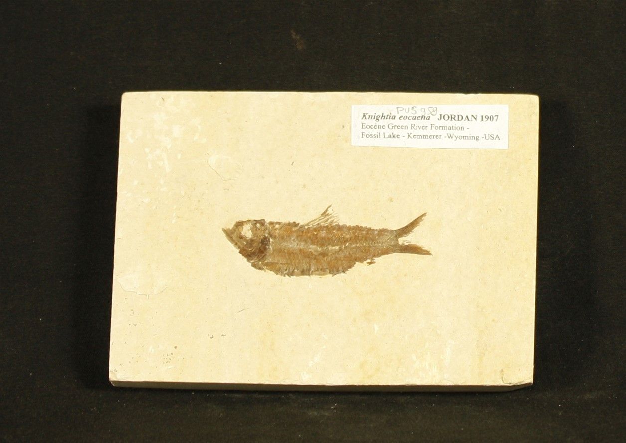 Null Fossil fish: Knightia eocaena.Jordan 1907..

Eocene. Green river formation.&hellip;