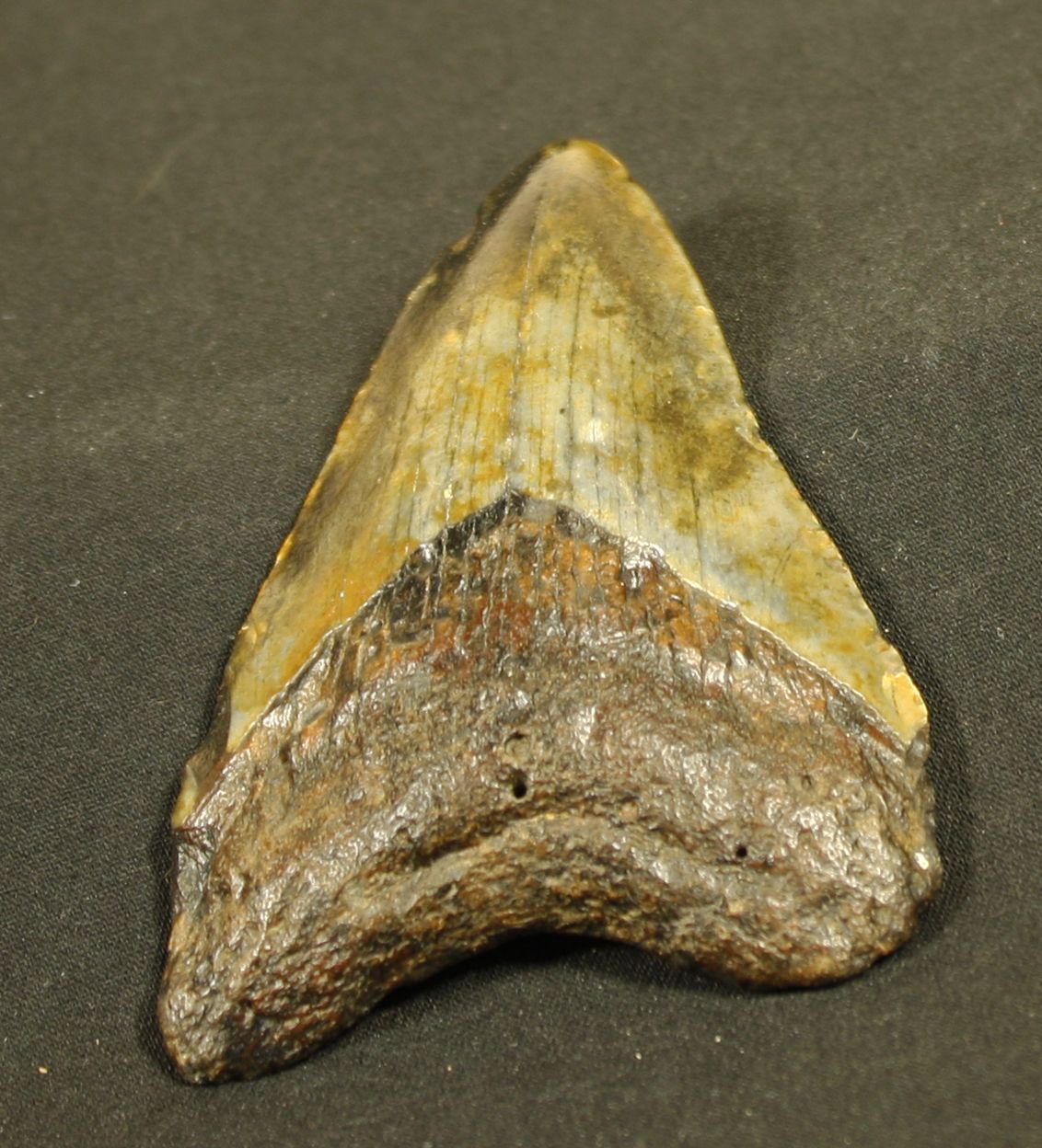 Null Fossilisierter Zahn eines Hais: Carcharodon Mégalodon , der größte fleischf&hellip;