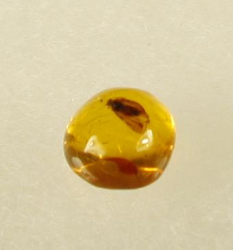 Null Amber with ant inclusions. Dominican Republic LaToca formation, Oligocene, &hellip;