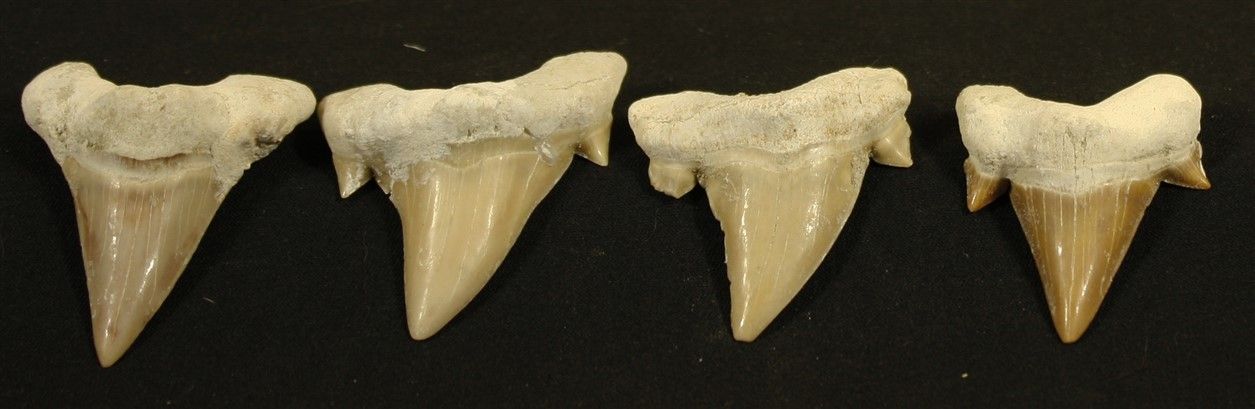 Null Set of 4 Lamna shark teeth. L :5cm