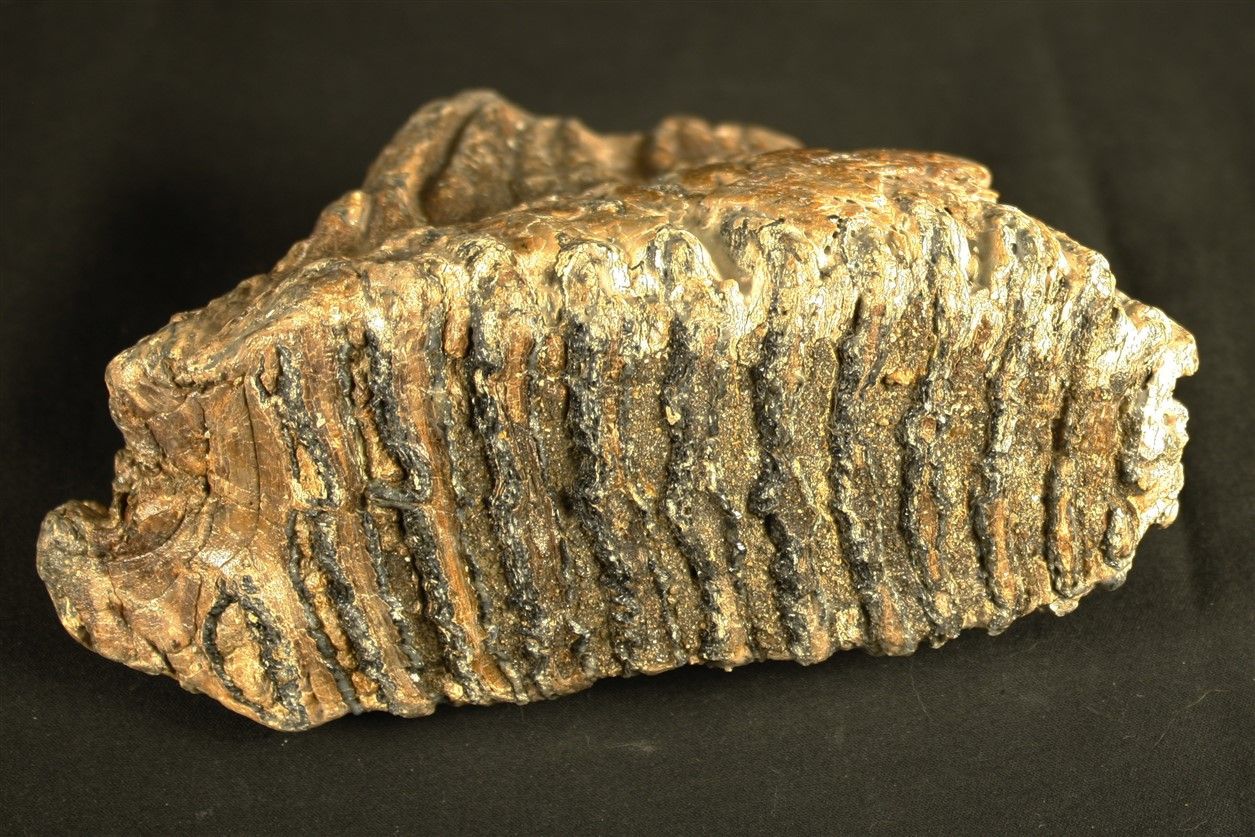 Null Molaire de mammouth fossile :Eléphas primigenius provenant de la mer du Nor&hellip;