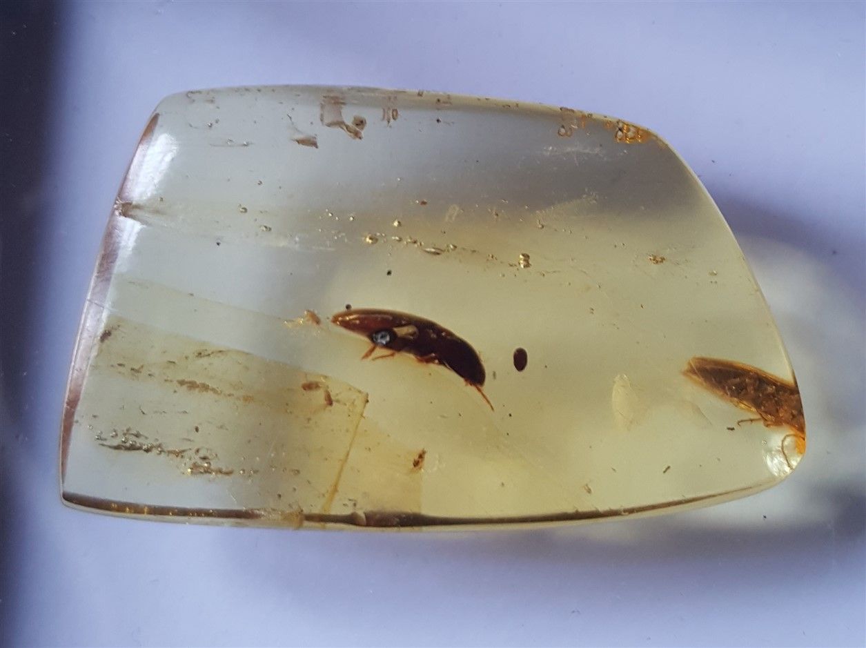 Null Young amber with insect inclusions : beetles, weight : 4g. L :3,7cm North o&hellip;