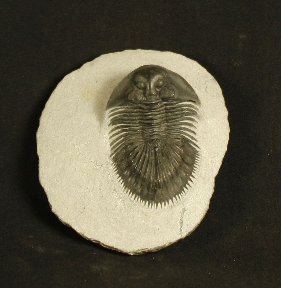 Null Thysanopeltis specios austromaura.G. Alberti 1981。

下泥盆纪，4亿年，Nowakia，Sulcat&hellip;