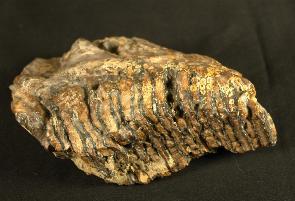 Null Molaire de mammouth fossile : Eléphas primigenius provenant de la mer du No&hellip;