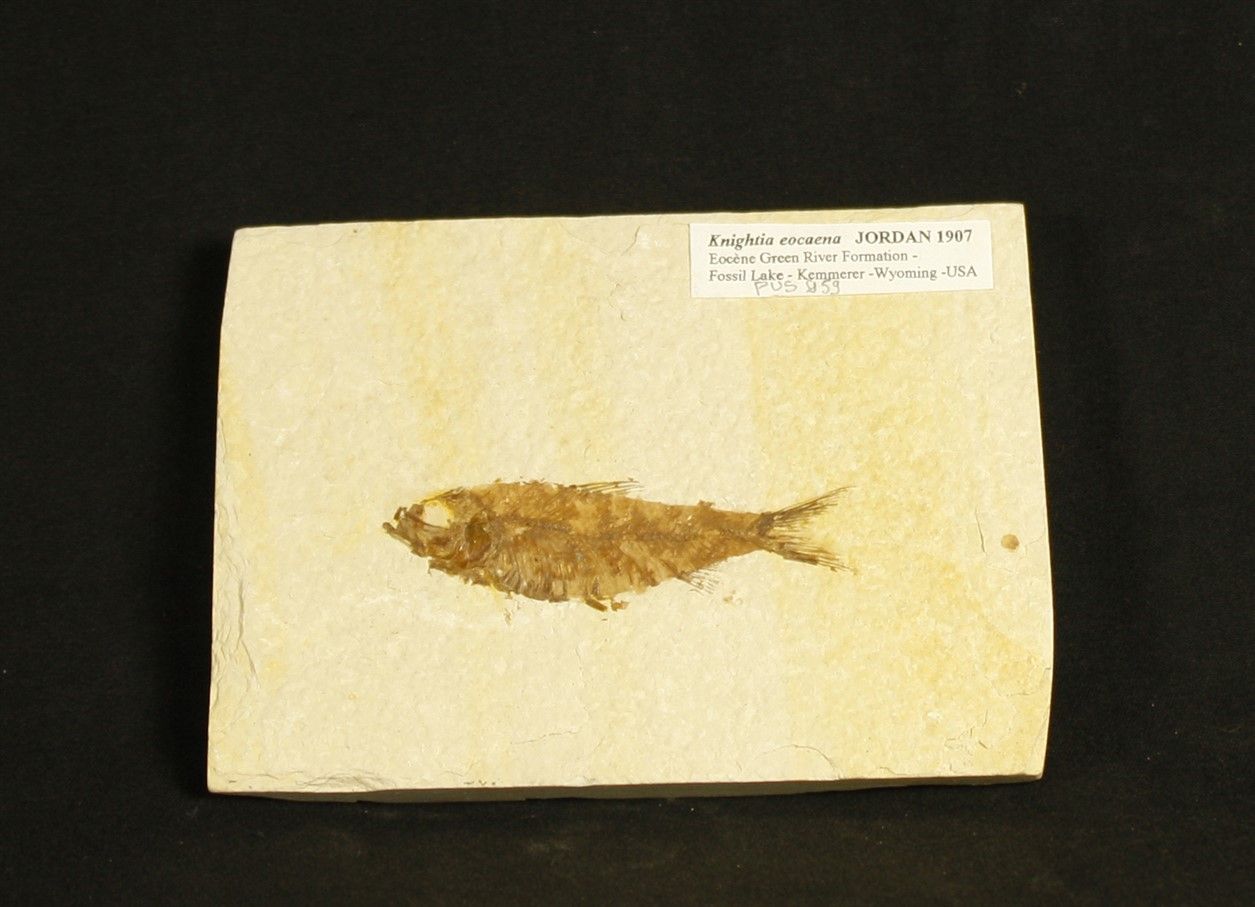 Null Poisson fossile : knightia eocaena.Jordan 1907.

Eocène,55 millions d’année&hellip;