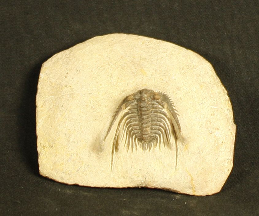 Null Wunderschöner Trilobit: Leonaspis maura.Alberti 1969.

Unteres Devon,400 Mi&hellip;
