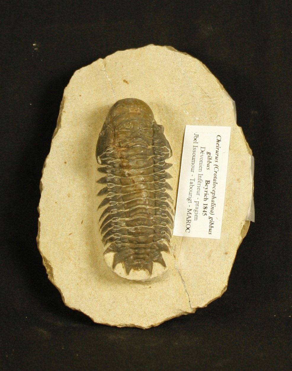 Null Trilobite: Cheirurus, crotalocephalina, gibbus gibbus. Beyrich 1845.

Devon&hellip;