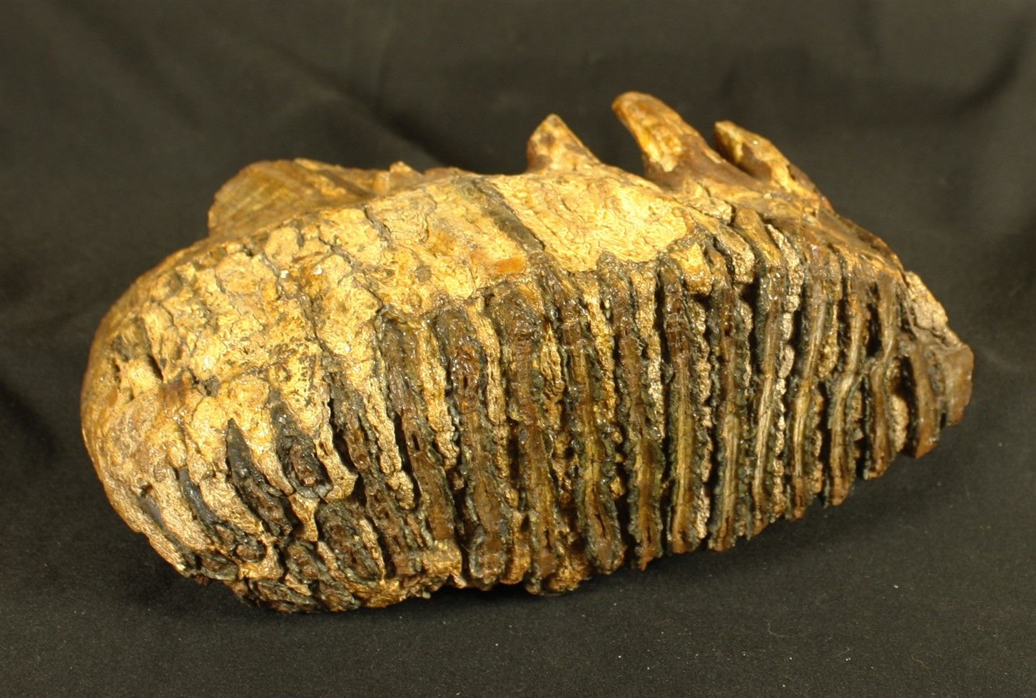 Null Molaire de mammouth fossile avec sa racine : Eléphas primigenius provenant &hellip;